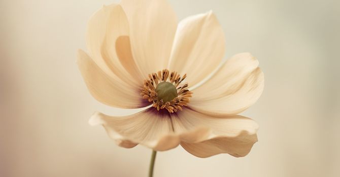 Medical Aesthetics
